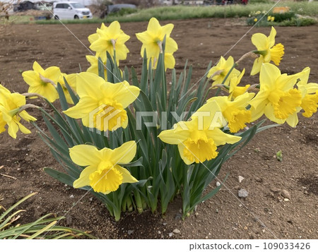 Yellow daffodils blooming in a farmer's field. Yellow daffodils blooming in a farmer's field. 109033426