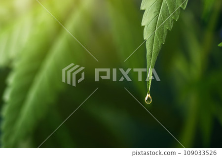 CBD oil dripping from hemp leaf. CBD oil extract. Medical cannabis sativa extraction. Hemp herbal medicine. 109033526