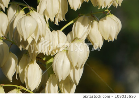Agave is in full bloom 109033650