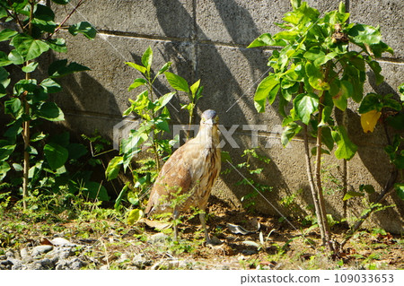 Japanese carp in a private house 109033653