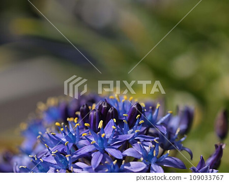 Scilla flower close-up Scilla flower close-up 109033767
