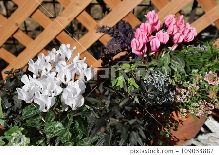 Garden cyclamen flowers and pots 109033882