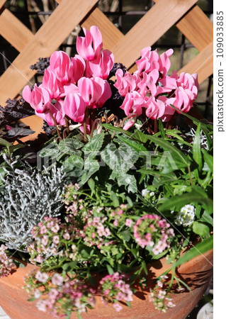 Group planting of pink garden cyclamen 109033885