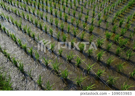 水稻種植一個月後的稻田 水稻種植一個月後的稻田 109033983