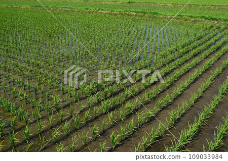 水稻種植一個月後的稻田 水稻種植一個月後的稻田 109033984