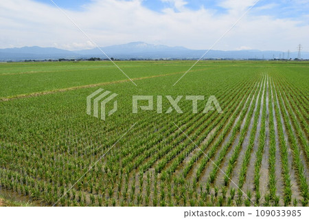 水稻種植一個月後的稻田 水稻種植一個月後的稻田 109033985