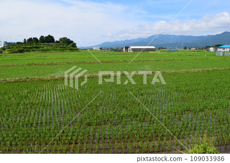 水稻種植一個月後的稻田 水稻種植一個月後的稻田 109033986