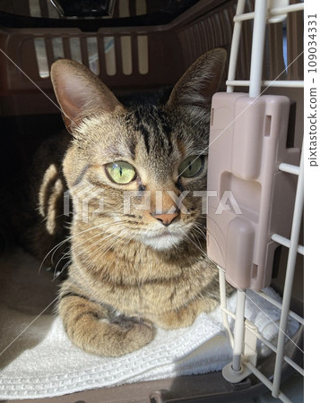 This is a yellow tabby cat looking out with sharp eyes from a cat carrier. This is a yellow tabby cat looking out with sharp eyes from a cat carrier. 109034331