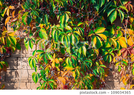 Parthenocissus is a genus of vines belonging to the family of vines. Vitaceae. Parthenocissus is a genus of vines belonging to the family of vines. Vitaceae. 109034365