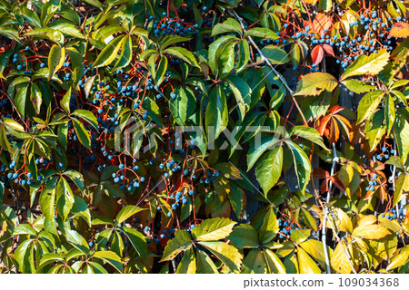 Parthenocissus is a genus of vines belonging to the family of vines. Vitaceae. 109034368