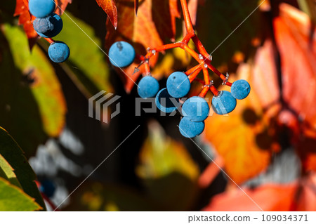 Parthenocissus is a genus of vines belonging to the family of vines. Vitaceae. 109034371