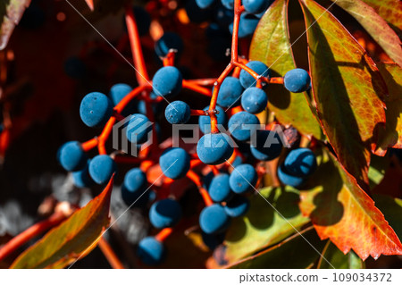 Parthenocissus is a genus of vines belonging to the family of vines. Vitaceae. 109034372