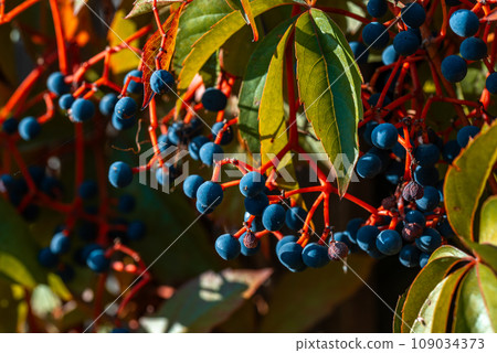 Parthenocissus is a genus of vines belonging to the family of vines. Vitaceae. Parthenocissus is a genus of vines belonging to the family of vines. Vitaceae. 109034373