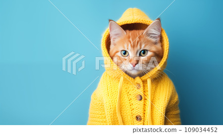 Cat in yellow knitted coat on blue background with copy space. Cute ginger kitten. Cat in yellow knitted coat on blue background with copy space. Cute ginger kitten. 109034452