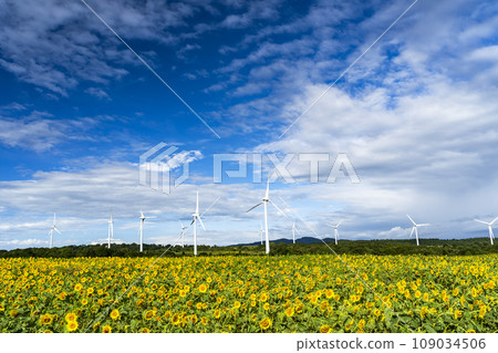 Nunobiki Kogen in summer Sunflowers in full bloom and windmills Koriyama City, Fukushima Prefecture 109034506