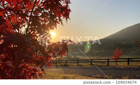秋天的落葉和田園風光 秋天的落葉和田園風光 109034674