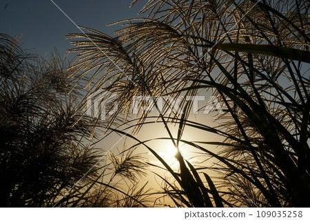 Suzuki's flower Suzuki's flower 109035258