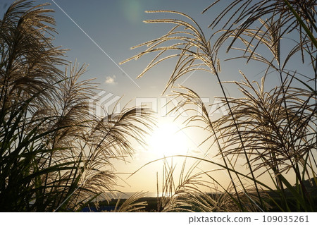 潘帕斯草花作為供品 109035261