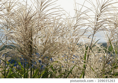 Sorrowful pampas grass Sorrowful pampas grass 109035263