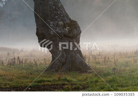 Tree shadow and morning mist 109035385
