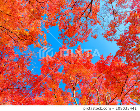 秋天的楓葉變紅了 秋天的楓葉變紅了 109035441