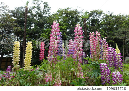 Lupine Lupine 109035728
