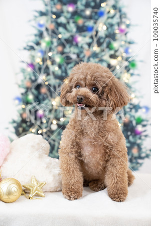Smiling toy poodle and Christmas tree 109035740