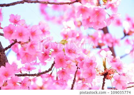 春天提前到來 河津櫻花盛開 109035774