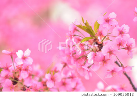 Early arrival of spring Kawazu cherry blossoms in full bloom 109036018