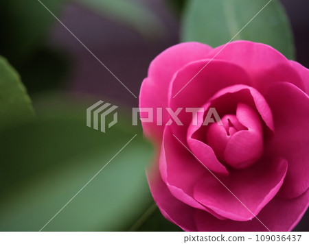 11月開花的紅茶梅“日乙” 11月開花的紅茶梅“日乙” 109036437