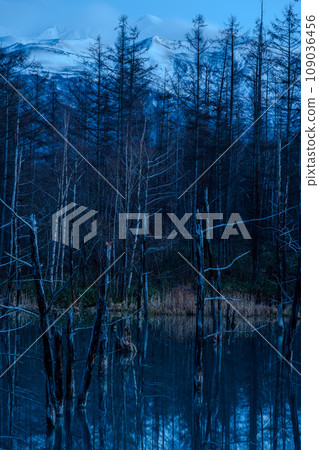 夕陽下的「青池」夜景與晴朗的夜空｜北海道美瑛町白金｜11月 109036456