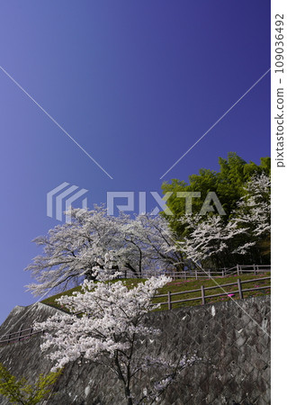 Sakura in full bloom that shines in the blue sky of spring 109036492