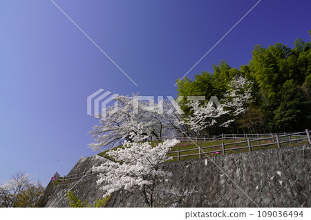 Sakura in full bloom that shines in the blue sky of spring 109036494