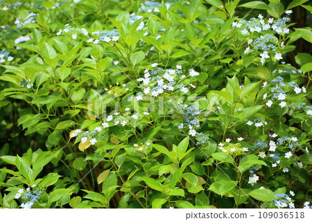 Hydrangea flower Sumida fireworks Hydrangea flower Sumida fireworks 109036518