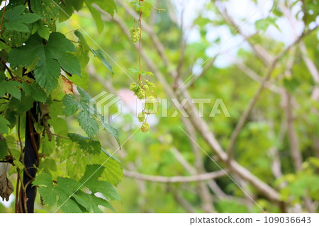 Hop fruit 109036643