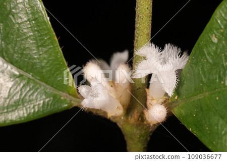 Natural plant Ryukyuuriminoki, an evergreen shrub that grows in the forests of the Ryukyu Islands from Southeast Asia 109036677