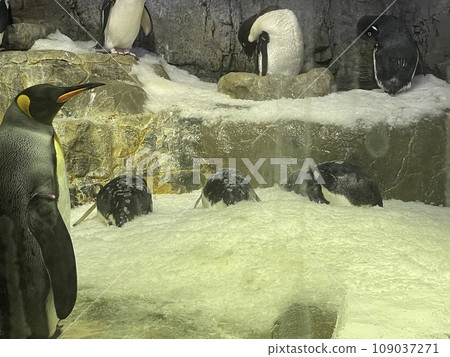 站在岩石上的企鵝 109037271