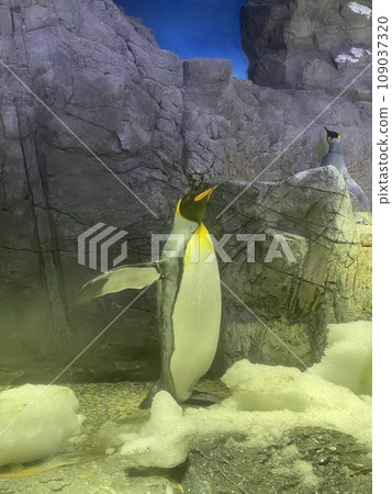 humboldt penguin standing on a rock humboldt penguin standing on a rock 109037320