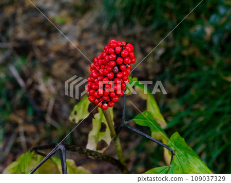 天南星科植物的紅色果實 天南星科植物的紅色果實 109037329