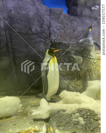 動物園裡飼養的企鵝 動物園裡飼養的企鵝 109037577