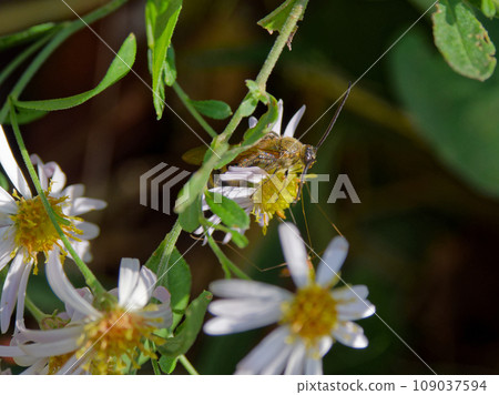 Aardvaridae 科吸蜂 Aardvaridae 科吸蜂 109037594
