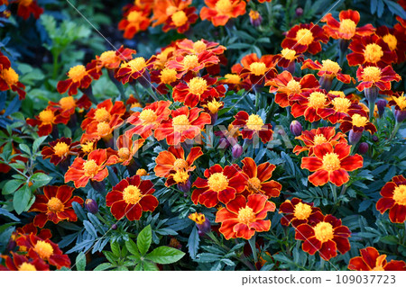 萬壽菊“迪斯科紅” 萬壽菊“迪斯科紅” 109037723