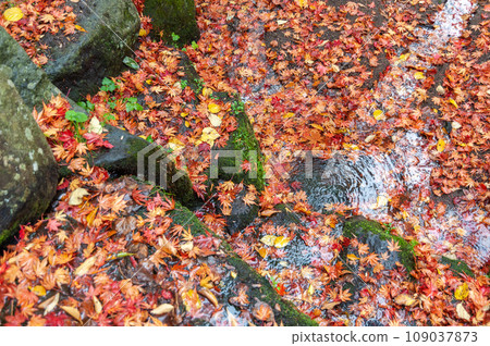Autumn leaves that fell to the ground Autumn leaves that fell to the ground 109037873