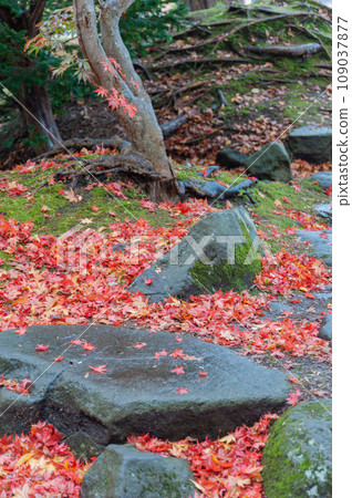 Autumn leaves that fell to the ground Autumn leaves that fell to the ground 109037877