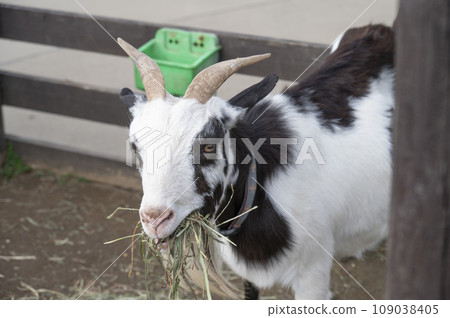 黑白山羊 黑白山羊 109038405