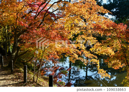 Momiji who changed leaves 109038663