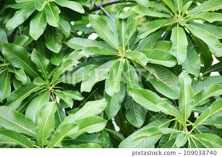 close up tropical nature green leaf texture background 109038740