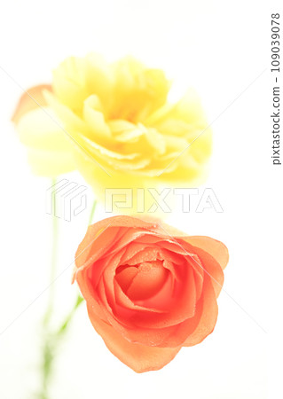 明亮的橙色和黃色玫瑰 109039078
