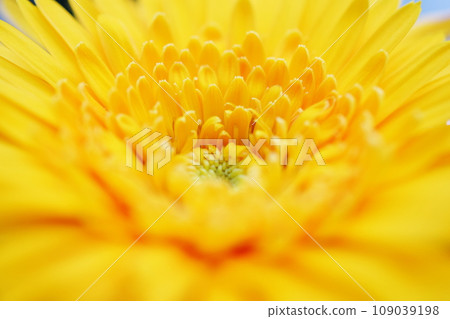 close up yellow gerbera flower detail with pollen nature background 109039198