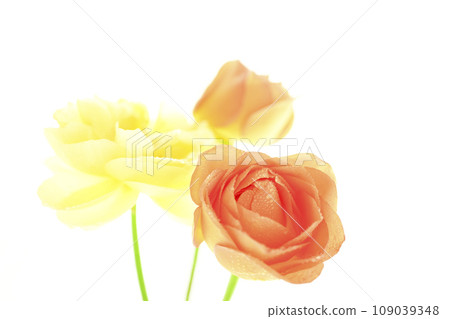 bright orange and yellow roses 109039348